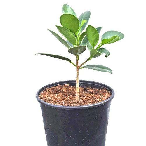 Ficus Hawaii, Green Island - www.FOP.ae Buy online Best and Healthy Plants and quality products guarantee in Dubai Plants Shop in Dubai Abu Dhabi all over UAE Plants near me Fresh Plants in Dubai where to buy plants in UAE - FOP.ae