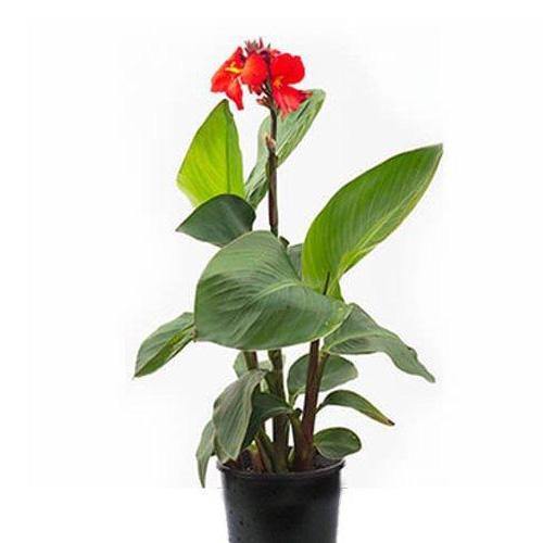 Canna Indica, Purpurea - www.FOP.ae Buy online Best and Healthy Plants and quality products guarantee in Dubai Plants Shop in Dubai Abu Dhabi all over UAE Plants near me Fresh Plants in Dubai where to buy plants in UAE - FOP.ae