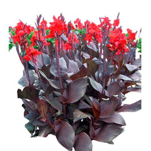 Canna Indica, Purpurea - www.FOP.ae Buy online Best and Healthy Plants and quality products guarantee in Dubai Plants Shop in Dubai Abu Dhabi all over UAE Plants near me Fresh Plants in Dubai where to buy plants in UAE - FOP.ae