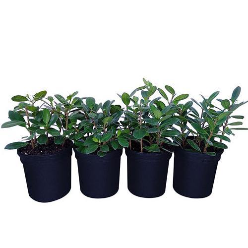 Ficus Hawaii, Green Island - www.FOP.ae Buy online Best and Healthy Plants and quality products guarantee in Dubai Plants Shop in Dubai Abu Dhabi all over UAE Plants near me Fresh Plants in Dubai where to buy plants in UAE - FOP.ae