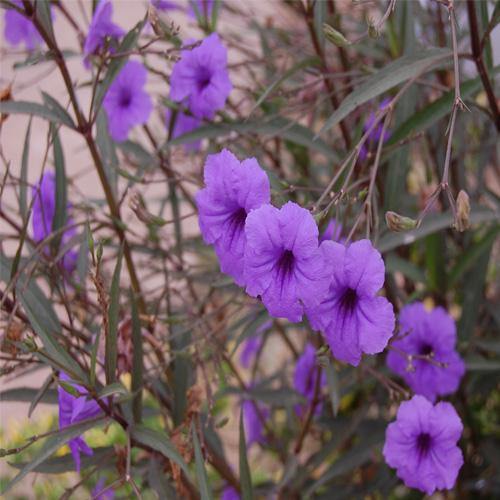 Ruellia Ciliosa, Wild Petunia (small) - www.FOP.ae Buy online Best and Healthy Plants and quality products guarantee in Dubai Plants Shop in Dubai Abu Dhabi all over UAE Plants near me Fresh Plants in Dubai where to buy plants in UAE - FOP.ae