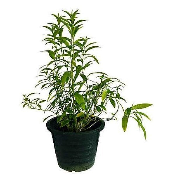 Cestrum Diurnum, Day King - www.FOP.ae Buy online Best and Healthy Plants and quality products guarantee in Dubai Plants Shop in Dubai Abu Dhabi all over UAE Plants near me Fresh Plants in Dubai where to buy plants in UAE - FOP.ae