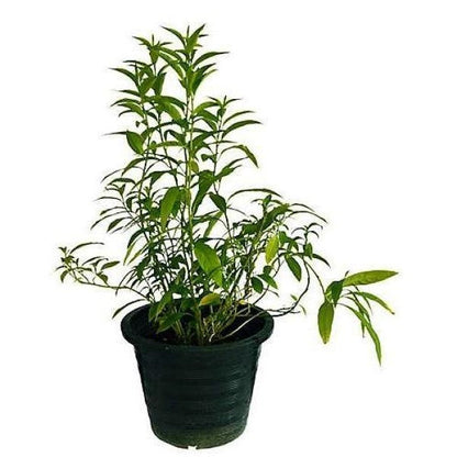 Cestrum Diurnum, Day King - www.FOP.ae Buy online Best and Healthy Plants and quality products guarantee in Dubai Plants Shop in Dubai Abu Dhabi all over UAE Plants near me Fresh Plants in Dubai where to buy plants in UAE - FOP.ae