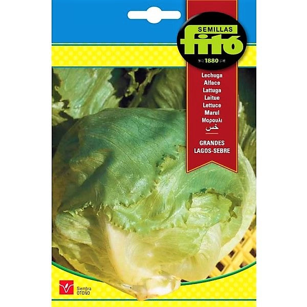 Lettuce Grandes Lagos Sebre Seeds - www.FOP.ae Buy online Best and Healthy Plants and quality products guarantee in Dubai Plants Shop in Dubai Abu Dhabi all over UAE Plants near me Fresh Plants in Dubai where to buy plants in UAE - FOP.ae