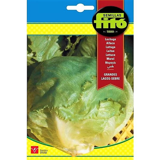 Lettuce Grandes Lagos Sebre Seeds - www.FOP.ae Buy online Best and Healthy Plants and quality products guarantee in Dubai Plants Shop in Dubai Abu Dhabi all over UAE Plants near me Fresh Plants in Dubai where to buy plants in UAE - FOP.ae