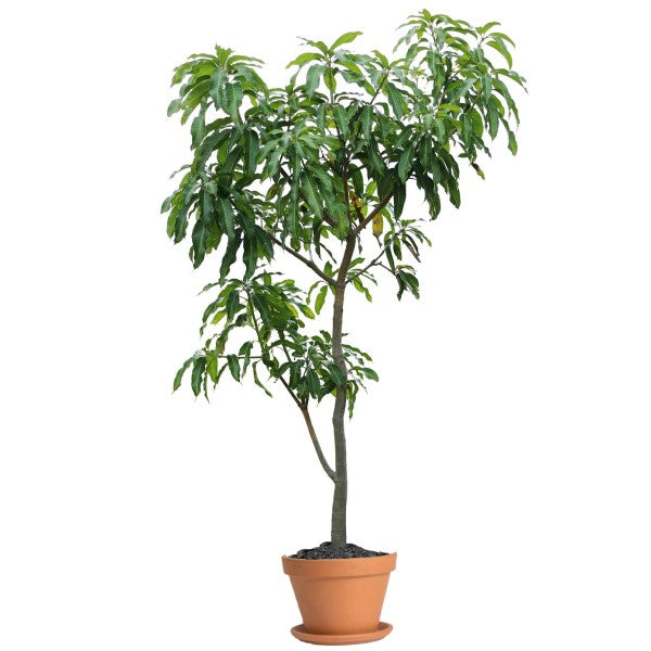 Mangifera indica, Mango Tree - www.FOP.ae Buy online Best and Healthy Plants and quality products guarantee in Dubai Plants Shop in Dubai Abu Dhabi all over UAE Plants near me Fresh Plants in Dubai where to buy plants in UAE - FOP.ae