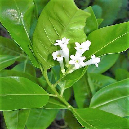 Cestrum Diurnum, Day King - www.FOP.ae Buy online Best and Healthy Plants and quality products guarantee in Dubai Plants Shop in Dubai Abu Dhabi all over UAE Plants near me Fresh Plants in Dubai where to buy plants in UAE - FOP.ae
