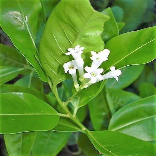 Cestrum Diurnum, Day King - www.FOP.ae Buy online Best and Healthy Plants and quality products guarantee in Dubai Plants Shop in Dubai Abu Dhabi all over UAE Plants near me Fresh Plants in Dubai where to buy plants in UAE - FOP.ae