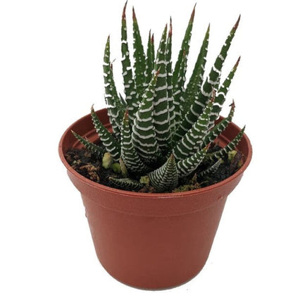 Zebra Cactus, Haworthia Fasciata Concolor 10 - 15cm