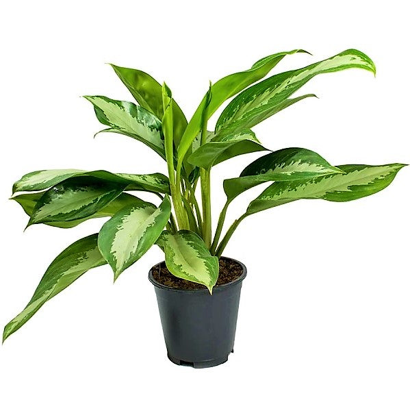 Aglaonema Pattaya Beauty - www.FOP.ae Buy online Best and Healthy Plants and quality products guarantee in Dubai Plants Shop in Dubai Abu Dhabi all over UAE Plants near me Fresh Plants in Dubai where to buy plants in UAE - FOP.ae