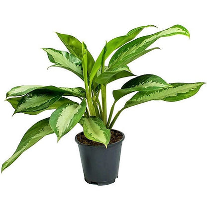 Aglaonema Pattaya Beauty - www.FOP.ae Buy online Best and Healthy Plants and quality products guarantee in Dubai Plants Shop in Dubai Abu Dhabi all over UAE Plants near me Fresh Plants in Dubai where to buy plants in UAE - FOP.ae