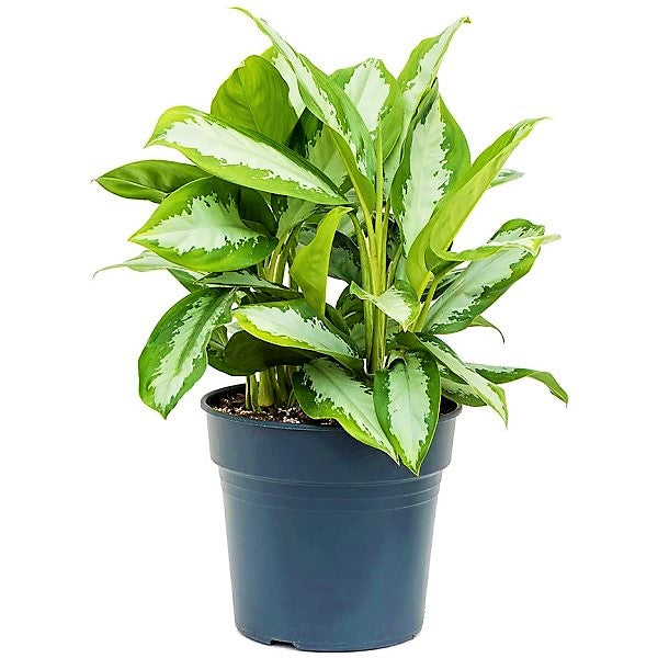 Aglaonema Pattaya Beauty - www.FOP.ae Buy online Best and Healthy Plants and quality products guarantee in Dubai Plants Shop in Dubai Abu Dhabi all over UAE Plants near me Fresh Plants in Dubai where to buy plants in UAE - FOP.ae