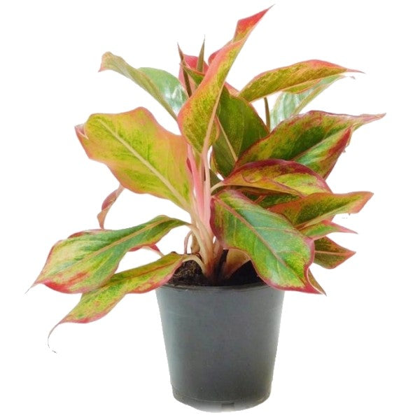  Aglaonema King of Siam - www.FOP.ae Buy online Best and Healthy Plants and quality products guarantee in Dubai Plants Shop in Dubai Abu Dhabi all over UAE Plants near me Fresh Plants in Dubai where to buy plants in UAE - FOP.ae Agave Attenuata, S