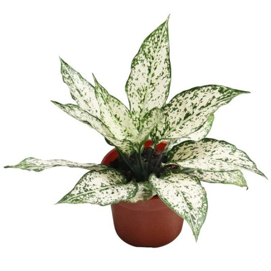 Aglaonema Spring Snow - www.FOP.ae Buy online Best and Healthy Plants and quality products guarantee in Dubai Plants Shop in Dubai Abu Dhabi all over UAE Plants near me Fresh Plants in Dubai where to buy plants in UAE - FOP.ae