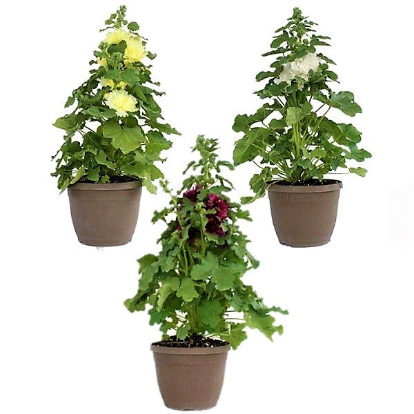 Hollyhocks Flower Plant, Alcea - www.FOP.ae Buy online Best and Healthy Plants and quality products guarantee in Dubai Plants Shop in Dubai Abu Dhabi all over UAE Plants near me Fresh Plants in Dubai where to buy plants in UAE - FOP.ae