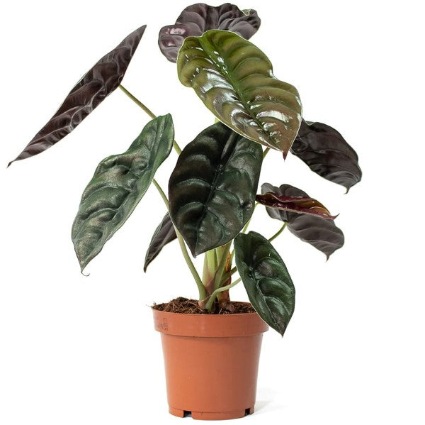 Alocasia Red Secret ,Elephant Ear - www.FOP.ae Buy online Best and Healthy Plants and quality products guarantee in Dubai Plants Shop in Dubai Abu Dhabi all over UAE Plants near me Fresh Plants in Dubai where to buy plants in UAE - FOP.ae