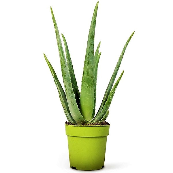 Aloe Vera, Medicina Aloe, Savila, Outdoor - www.FOP.ae Buy online Best and Healthy Plants and quality products guarantee in Dubai Plants Shop in Dubai Abu Dhabi all over UAE Plants near me Fresh Plants in Dubai where to buy plants in UAE - FOP.ae