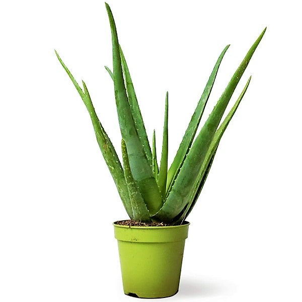 Aloe Vera, Medicina Aloe, Savila, Outdoor - www.FOP.ae Buy online Best and Healthy Plants and quality products guarantee in Dubai Plants Shop in Dubai Abu Dhabi all over UAE Plants near me Fresh Plants in Dubai where to buy plants in UAE - FOP.ae