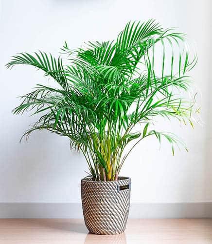 Areca Palm , Chrysalidocarpus lutescens (Indoor) - www.FOP.ae Buy online Best and Healthy Plants and quality products guarantee in Dubai Plants Shop in Dubai Abu Dhabi all over UAE Plants near me Fresh Plants in Dubai where to buy plants in UAE - FOP.ae