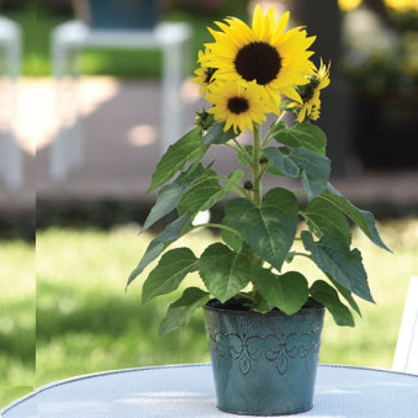 Ornamental Sunflower, Helianthus Annuus - www.FOP.ae Buy online Best and Healthy Plants and quality products guarantee in Dubai Plants Shop in Dubai Abu Dhabi all over UAE Plants near me Fresh Plants in Dubai where to buy plants in UAE - FOP.ae