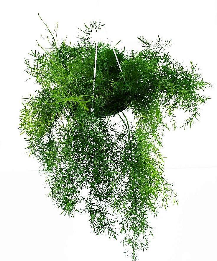 Asparagus Hanging - www.FOP.ae Buy online Best and Healthy Plants and quality products guarantee in Dubai Plants Shop in Dubai Abu Dhabi all over UAE Plants near me Fresh Plants in Dubai where to buy plants in UAE - FOP.ae