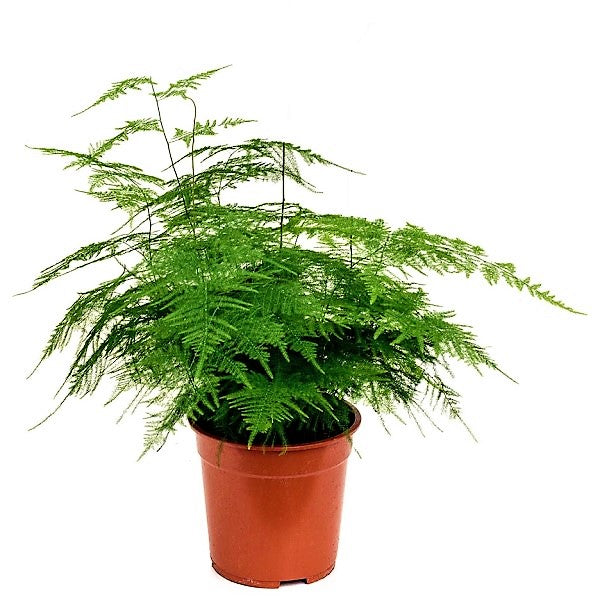 Asparagus Setaceus - www.FOP.ae Buy online Best and Healthy Plants and quality products guarantee in Dubai Plants Shop in Dubai Abu Dhabi all over UAE Plants near me Fresh Plants in Dubai where to buy plants in UAE - FOP.ae