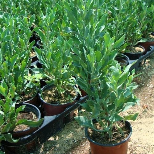 Atriplex Semibaccata, Berry SaltBush - www.FOP.ae Buy online Best and Healthy Plants and quality products guarantee in Dubai Plants Shop in Dubai Abu Dhabi all over UAE Plants near me Fresh Plants in Dubai where to buy plants in UAE - FOP.ae