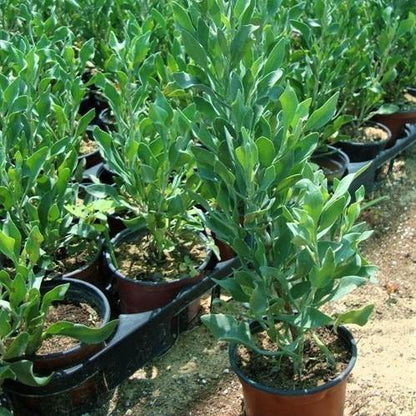 Atriplex Semibaccata, Berry SaltBush - www.FOP.ae Buy online Best and Healthy Plants and quality products guarantee in Dubai Plants Shop in Dubai Abu Dhabi all over UAE Plants near me Fresh Plants in Dubai where to buy plants in UAE - FOP.ae