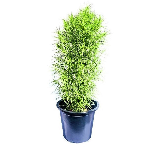 Summer Cypress, Kochia - www.FOP.ae Buy online Best and Healthy Plants and quality products guarantee in Dubai Plants Shop in Dubai Abu Dhabi all over UAE Plants near me Fresh Plants in Dubai where to buy plants in UAE - FOP.ae