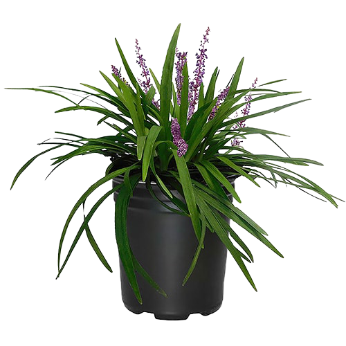Liriope Muscari, Lilyturf - www.FOP.ae Buy online Best and Healthy Plants and quality products guarantee in Dubai Plants Shop in Dubai Abu Dhabi all over UAE Plants near me Fresh Plants in Dubai where to buy plants in UAE - FOP.ae