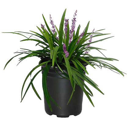 Liriope Muscari, Lilyturf - www.FOP.ae Buy online Best and Healthy Plants and quality products guarantee in Dubai Plants Shop in Dubai Abu Dhabi all over UAE Plants near me Fresh Plants in Dubai where to buy plants in UAE - FOP.ae