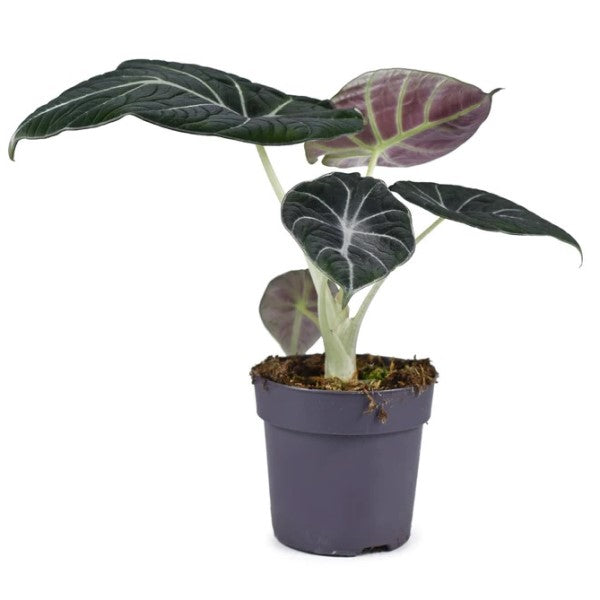 Alocasia Black Velvet Dwarf - www.FOP.ae Buy online Best and Healthy Plants and quality products guarantee in Dubai Plants Shop in Dubai Abu Dhabi all over UAE Plants near me Fresh Plants in Dubai where to buy plants in UAE - FOP.ae