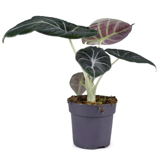 Alocasia Black Velvet Dwarf - www.FOP.ae Buy online Best and Healthy Plants and quality products guarantee in Dubai Plants Shop in Dubai Abu Dhabi all over UAE Plants near me Fresh Plants in Dubai where to buy plants in UAE - FOP.ae