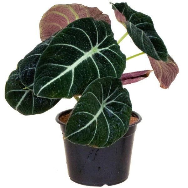 Alocasia Black Velvet Dwarf - www.FOP.ae Buy online Best and Healthy Plants and quality products guarantee in Dubai Plants Shop in Dubai Abu Dhabi all over UAE Plants near me Fresh Plants in Dubai where to buy plants in UAE - FOP.ae
