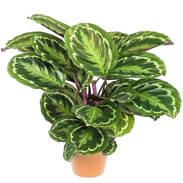Calathea, Peacock Plant - www.FOP.ae Buy online Best and Healthy Plants and quality products guarantee in Dubai Plants Shop in Dubai Abu Dhabi all over UAE Plants near me Fresh Plants in Dubai where to buy plants in UAE - FOP.ae