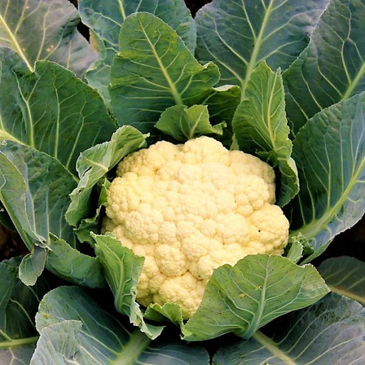 Cauliflower Vegetable Plant - www.FOP.ae Buy online Best and Healthy Plants and quality products guarantee in Dubai Plants Shop in Dubai Abu Dhabi all over UAE Plants near me Fresh Plants in Dubai where to buy plants in UAE - FOP.ae