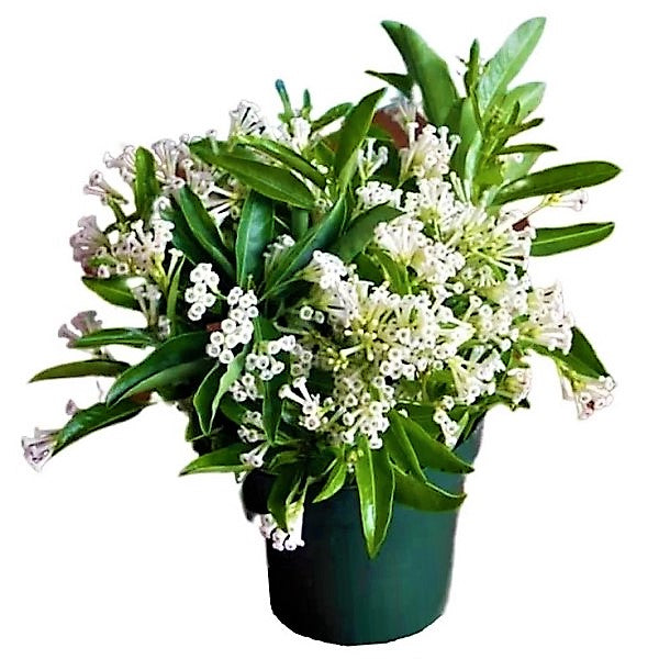 Cestrum Diurnum, Day King - www.FOP.ae Buy online Best and Healthy Plants and quality products guarantee in Dubai Plants Shop in Dubai Abu Dhabi all over UAE Plants near me Fresh Plants in Dubai where to buy plants in UAE - FOP.ae