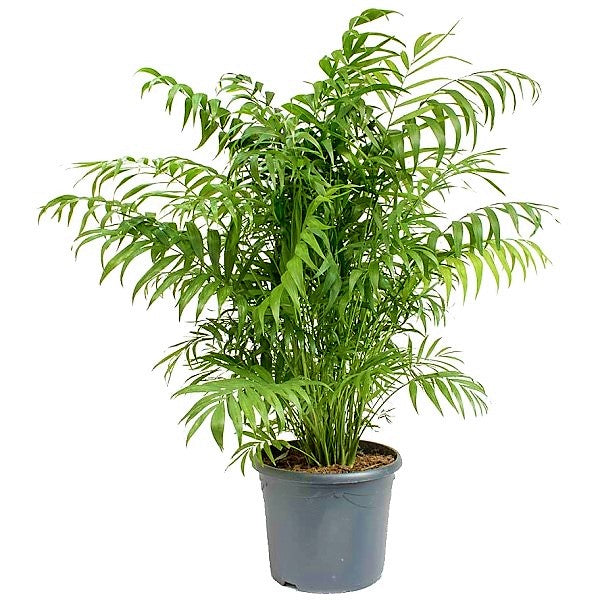 Parlour Palm, Bamboo Palm, Chamaedorea elegans - www.FOP.ae Buy online Best and Healthy Plants and quality products guarantee in Dubai Plants Shop in Dubai Abu Dhabi all over UAE Plants near me Fresh Plants in Dubai where to buy plants in UAE - FOP.ae