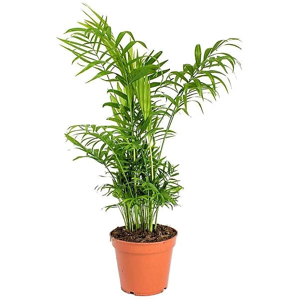 Parlour Palm, Bamboo Palm, Chamaedorea elegans - www.FOP.ae Buy online Best and Healthy Plants and quality products guarantee in Dubai Plants Shop in Dubai Abu Dhabi all over UAE Plants near me Fresh Plants in Dubai where to buy plants in UAE - FOP.ae