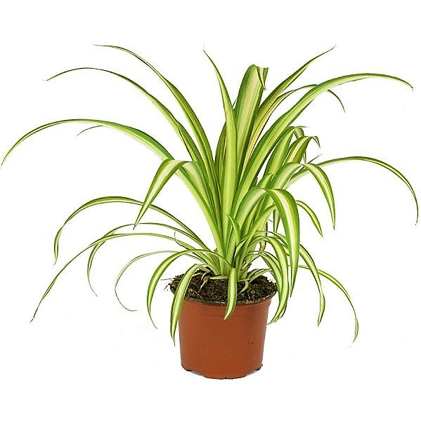 Variegated Spider Plant (Chlorophytum comosum ‘Variegatum’) - www.FOP.ae Buy online Best and Healthy Plants and quality products guarantee in Dubai Plants Shop in Dubai Abu Dhabi all over UAE Plants near me Fresh Plants in Dubai where to buy plants in UAE - FOP.ae
