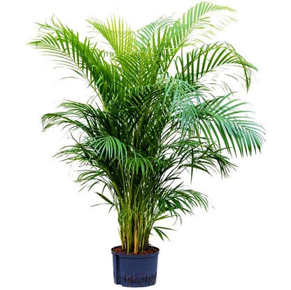 Areca Palm , Chrysalidocarpus lutescens (Indoor) - www.FOP.ae Buy online Best and Healthy Plants and quality products guarantee in Dubai Plants Shop in Dubai Abu Dhabi all over UAE Plants near me Fresh Plants in Dubai where to buy plants in UAE - FOP.ae