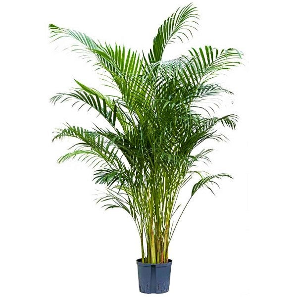 Areca Palm , Chrysalidocarpus lutescens (Indoor) - www.FOP.ae Buy online Best and Healthy Plants and quality products guarantee in Dubai Plants Shop in Dubai Abu Dhabi all over UAE Plants near me Fresh Plants in Dubai where to buy plants in UAE - FOP.ae