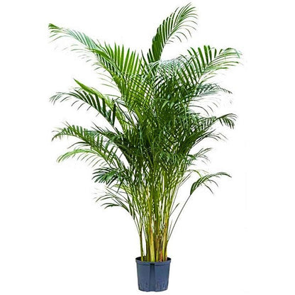 Areca Palm , Chrysalidocarpus lutescens (Indoor) - www.FOP.ae Buy online Best and Healthy Plants and quality products guarantee in Dubai Plants Shop in Dubai Abu Dhabi all over UAE Plants near me Fresh Plants in Dubai where to buy plants in UAE - FOP.ae