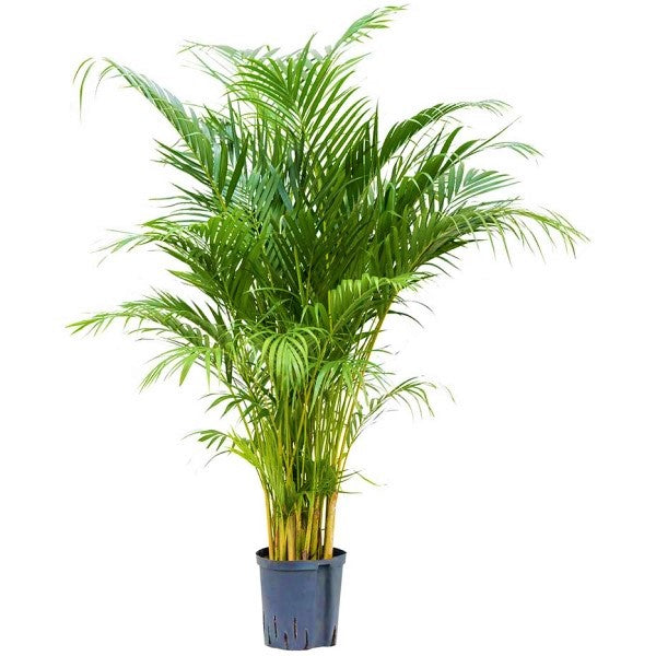 Areca Palm , Chrysalidocarpus lutescens (Indoor) - www.FOP.ae Buy online Best and Healthy Plants and quality products guarantee in Dubai Plants Shop in Dubai Abu Dhabi all over UAE Plants near me Fresh Plants in Dubai where to buy plants in UAE - FOP.ae