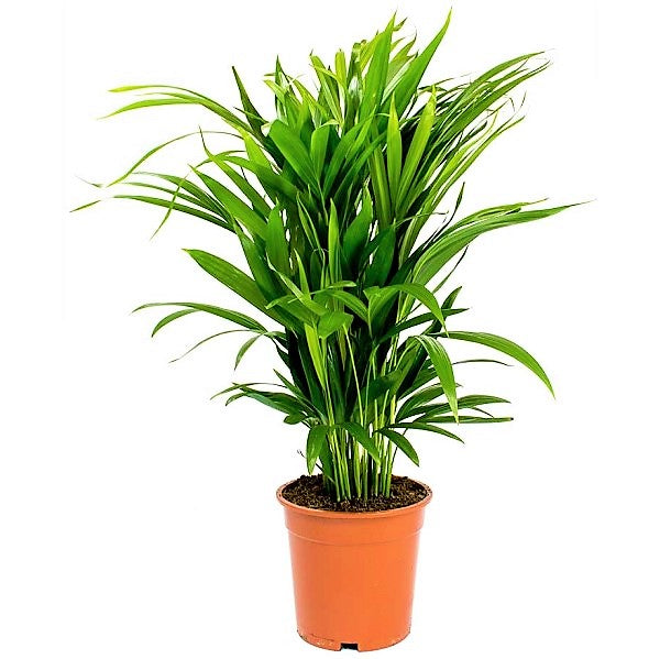Areca Small, Butterfly Palm , Cane Palm - www.FOP.ae Buy online Best and Healthy Plants and quality products guarantee in Dubai Plants Shop in Dubai Abu Dhabi all over UAE Plants near me Fresh Plants in Dubai where to buy plants in UAE - FOP.ae