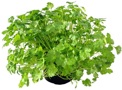 Coriander Plant, Chinese Parsley, Dhania - www.FOP.ae Buy online Best and Healthy Plants and quality products guarantee in Dubai Plants Shop in Dubai Abu Dhabi all over UAE Plants near me Fresh Plants in Dubai where to buy plants in UAE - FOP.ae