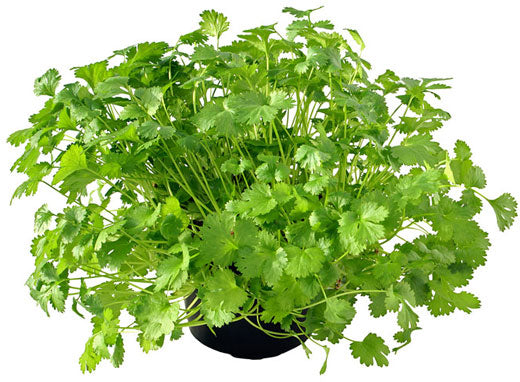 Coriander Plant, Chinese Parsley, Dhania - www.FOP.ae Buy online Best and Healthy Plants and quality products guarantee in Dubai Plants Shop in Dubai Abu Dhabi all over UAE Plants near me Fresh Plants in Dubai where to buy plants in UAE - FOP.ae