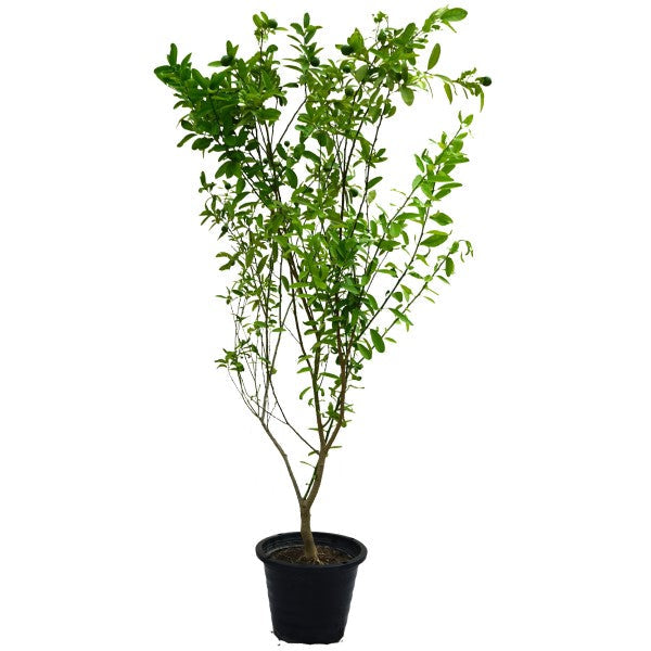Lime, Binzaheer - www.FOP.ae Buy online Best and Healthy Plants and quality products guarantee in Dubai Plants Shop in Dubai Abu Dhabi all over UAE Plants near me Fresh Plants in Dubai where to buy plants in UAE - FOP.ae