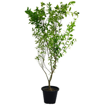 Lime, Binzaheer - www.FOP.ae Buy online Best and Healthy Plants and quality products guarantee in Dubai Plants Shop in Dubai Abu Dhabi all over UAE Plants near me Fresh Plants in Dubai where to buy plants in UAE - FOP.ae