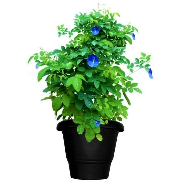 Clitoria ternatea, Butterfly Pea - www.FOP.ae Buy online Best and Healthy Plants and quality products guarantee in Dubai Plants Shop in Dubai Abu Dhabi all over UAE Plants near me Fresh Plants in Dubai where to buy plants in UAE - FOP.ae